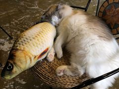 -猫猫幼稚园·撸猫·桌游·电玩