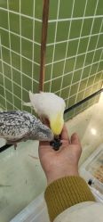 -Moni星球萌宠·小马宝莉·灵蛇·高端高阶全萌宠互动体验俱乐部(红豆国际广场店)