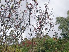 -火炉山森林公园