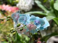 -朝来春花卉市场