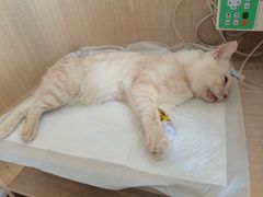 -北京观赏动物医院·24小时大型综合·猫专科·异宠专科
