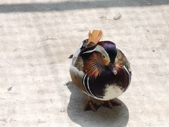 -沈阳鸟岛