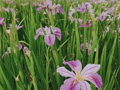 -西湖风景区-江洋畈生态公园