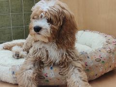 -帕帕拉兹宠物(亚洲旗舰店)