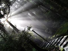 -阿里山神木遗迹