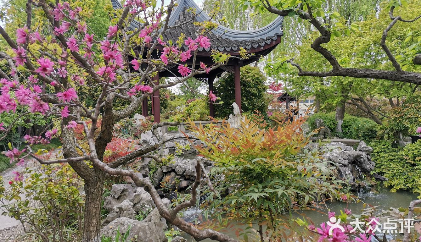 古树紫藤花开季
