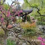 古树紫藤花开季