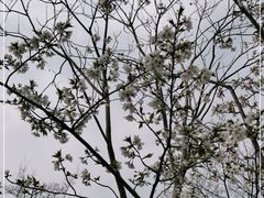 -顾村公园