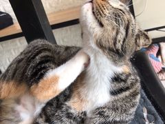 -平行世界·猫咖(首经贸店)