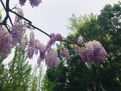 -嘉定紫藤园