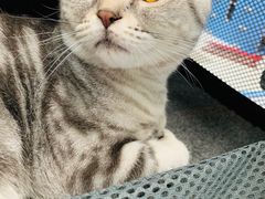 -纳吉亚猫专科动物医院博雅分院