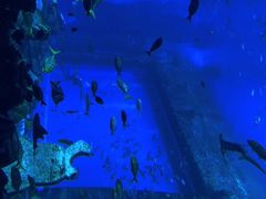 -亚特兰蒂斯•OSSIANO奥西亚诺海底餐厅