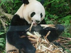 -成都大熊猫繁育研究基地