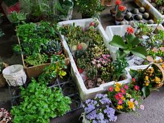 -循礼门鲜花花市(武汉循礼门店)