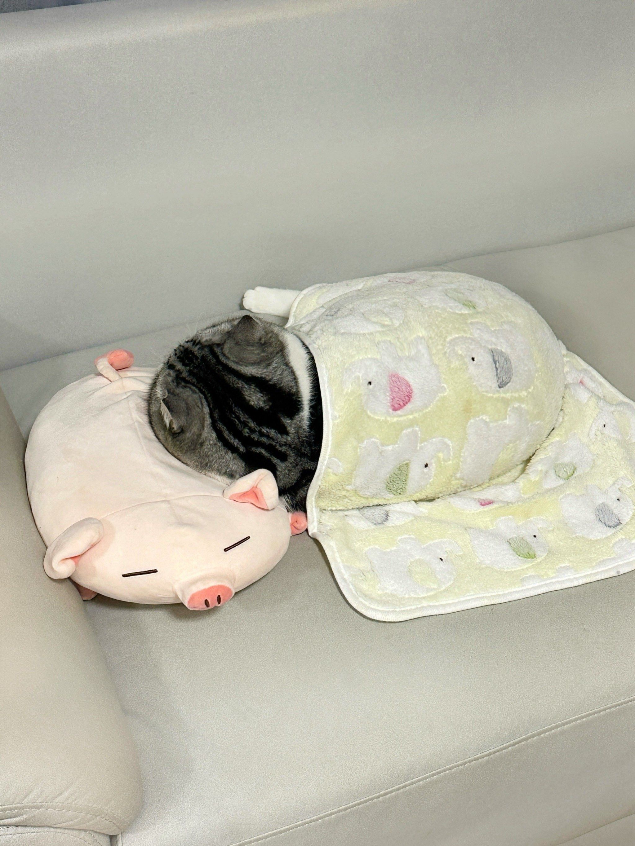 赖床的小猪咪!