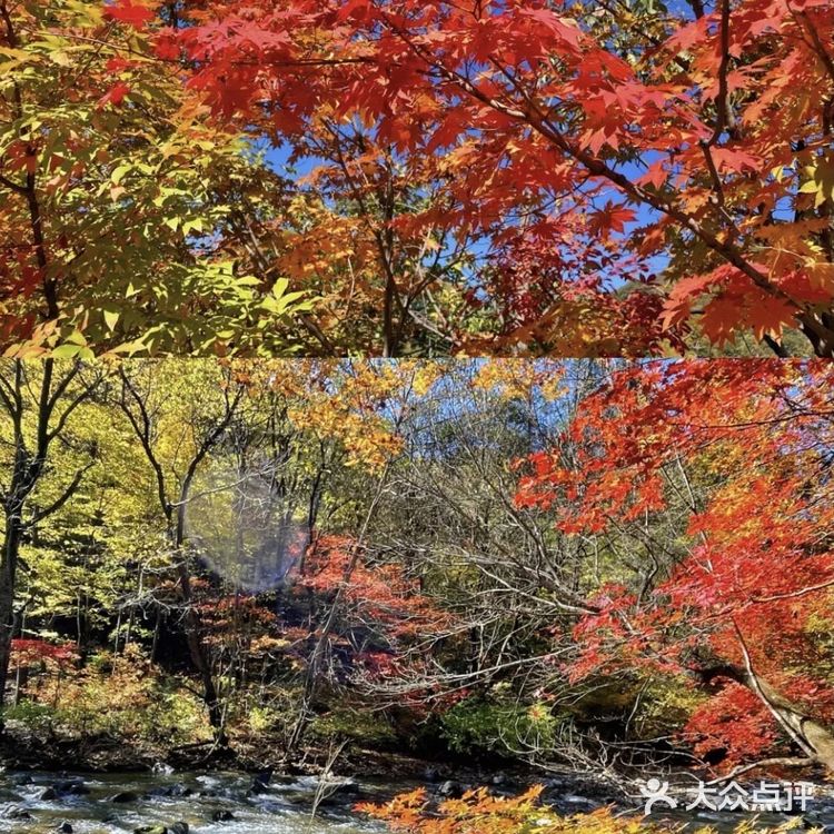 本溪枫叶红了🍁秋季关门山只为这一抹红