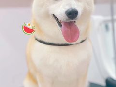 -佐罗家宠物馆·猫文化馆(紫霞路店)