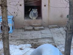 -青藏高原野生动物园