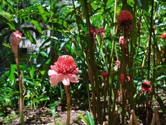 -中国科学院西双版纳热带植物园