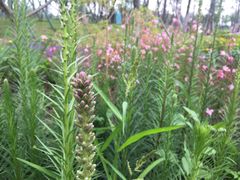 -府河摄影公园