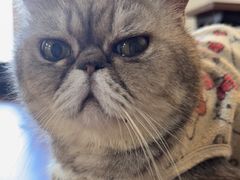 -楼上猫咖(罗湖店)