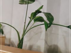 -一棠龙虾•王牌虾球(楚河汉街店)