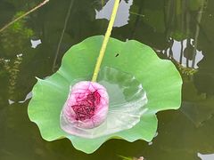 -圆明园停车场