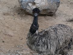 -北京野生动物园