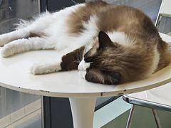 -怪兽屋·羊驼·猫咖·狗咖(俊华广场店)