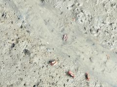 -北海金海湾红树林生态旅游区