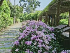 -南山植物园