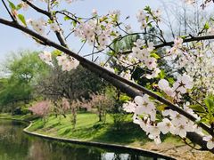 -上海共青森林公园