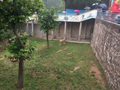 -西霞口神雕山野生动物世界