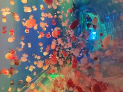 -左海海底世界