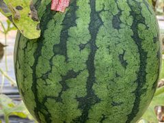 -庞各庄翠芳园西瓜蔬菜基地采摘园