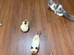 -楼上猫咖(罗湖店)