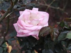 -人民公园(罗湖区)