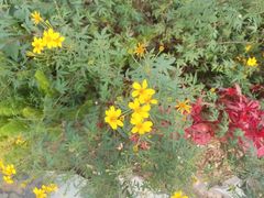 -东莞植物园