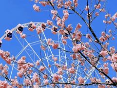 -顾村公园