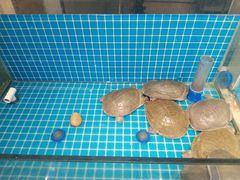 -元银甲·湖北地标美食(汉阳店)