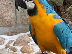 -西霞口神雕山野生动物世界