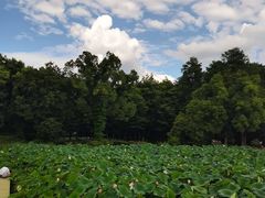 -东湖磨山景区樱花园-停车场