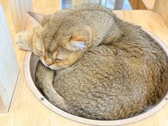 -有喵·猫咖·狗咖·30几只猫10只小狗(岗厦店)