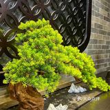 宴请未来丈母娘来这里，彩礼直接少一半……