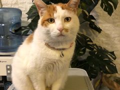 -平行世界·猫咖(首经贸店)