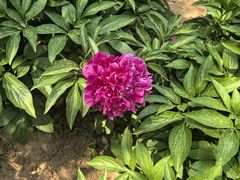 -洛阳郁金香牡丹园