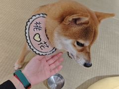 -逗柴咖啡屋·狗咖猫咖宠物桌游