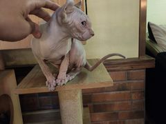 -more than meow吴止猫主题餐厅(承德 中船汇店)