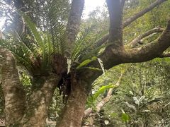 -海南热带雨林国家公园吊罗山景区