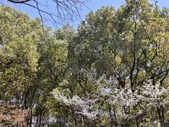 -杭州半山国家森林公园